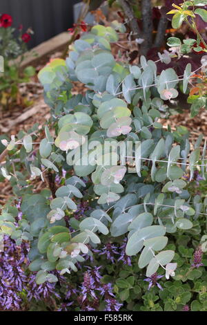 Young Eucalyptus gunni or known as Cider Gum Eucalyptus tree Stock Photo