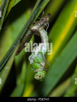 A Green Darner dragonfly emerging from the nymph stage. Stock Photo