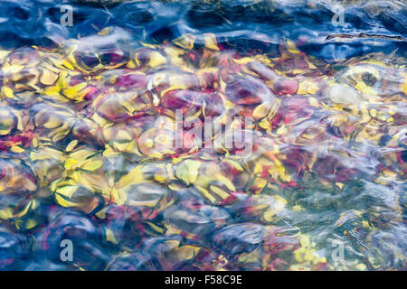 Japan, Kyoto, Arashiyama. Fallen autumn leaves laying in bottom of shallow stream reflected through the water giving abstract red and yellow pattern. Stock Photo