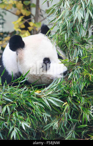 Edinburgh, UK. 30th. Edinburgh giant panda Yang Guang gets a Halloween surprise. Keepers at RZSS Edinburgh Zoo have decorated his outdoor enclosure with a large handmade bamboo sculpture. Pako Mera/Alamy Live News. Stock Photo