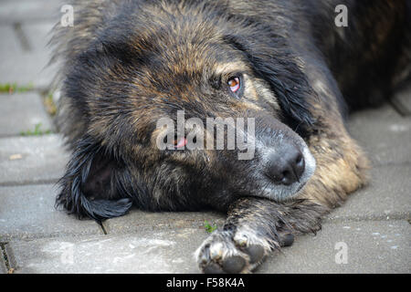 Closeup of Sad Stray Dog Laying on Pavement Stock Photo