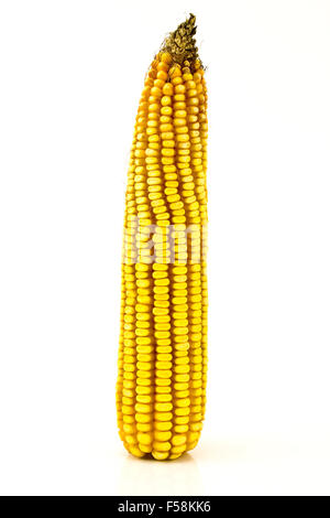 Mature corn cob isolated on white Stock Photo