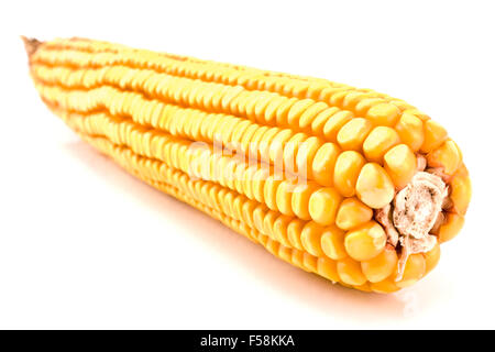 Mature corn cob isolated on white Stock Photo