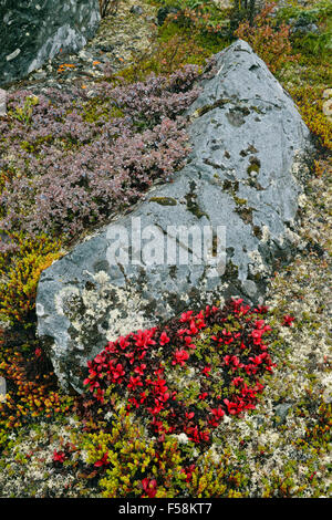 Tundra plants with autumn colour, Arctic Haven lodge, Nunavut, Canada Stock Photo