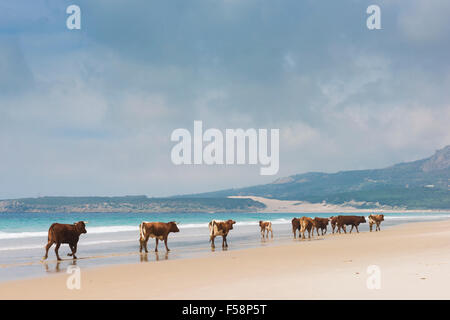 Group of cows walking along the beach. Bolonia, Tarifa, Costa de la Luz, Andalusia, Southern Spain. Stock Photo