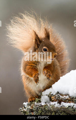 Red Squirrel in the Snow Stock Photo