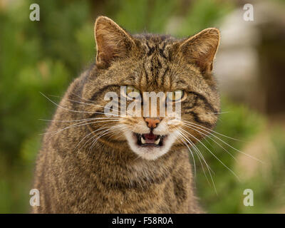 Scottish Wildcat - captive specimen Stock Photo