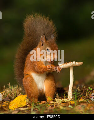 Red squirrel with a hazelnut in its mouth standing next to a toadstool giving the impression of a personal dining table