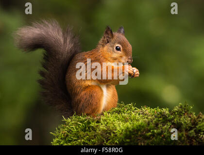 Red Squirrel on Moss Stock Photo