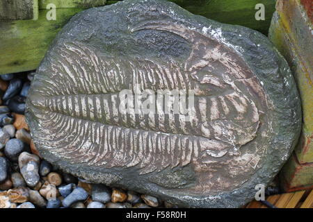 trilobite fossil garden ornament Stock Photo