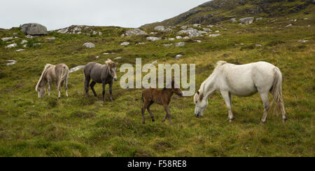 Eriskay ponies including a young foal on Eriskay, Outer Hebrides, Scotland Stock Photo