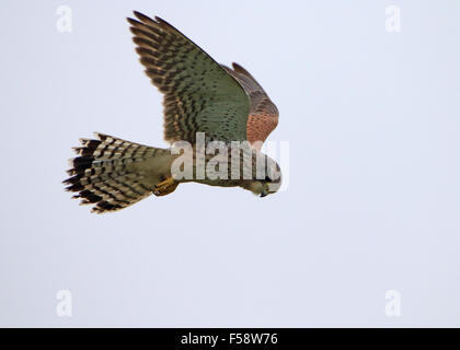 Kestrel falco tinnunculus hovering and looking for prey Stock Photo