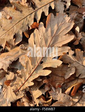Dry brown oak leaves on the ground during Autumn in Scotland, UK, BHZ Stock Photo