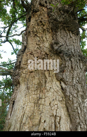 Trunk of a diseased and dying oak tree, Quercus robur, with sparse foliage and decaying bark, Berkshire, September Stock Photo