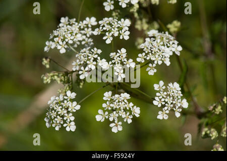 Cow parsley, Anthriscus sylvestris, flower umbel with white florets in spring and before hogwseed appears, May Stock Photo
