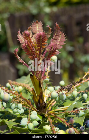 Young leaf growth and berries on Mahonia x media 'Winter Sun' a prickly winter flowering garden shrub Stock Photo