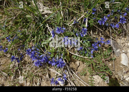 Common milkwort, Polygala vulgaris, blue flowering plant on weak chalky downland soil, Berkshire, June Stock Photo
