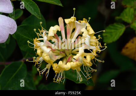 Rosette of florets on a yellow wild fragrant honeysuckle flower, Lonicera periclymenum, in a hedgerow, Berkshire Stock Photo