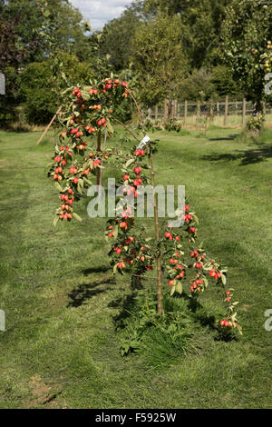 Small tree with large red fruit on Malus 'John Downie' crab apple tree in summer, Berkshire, August Stock Photo