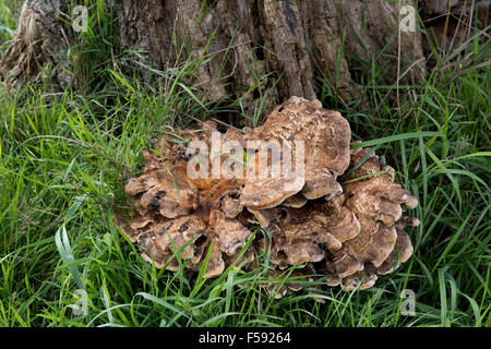 Base of a diseased oak tree, Quercus robur, with fruiting bodies of giant polypore, Meripilus giganteus, Stock Photo