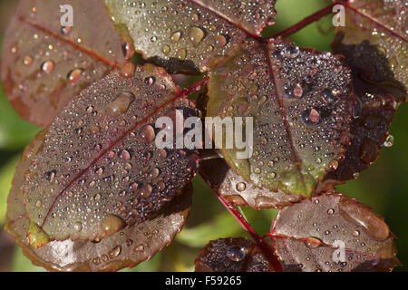 Discreet rain water drops on young red rose leaves in autumn, Berkshire, October Stock Photo