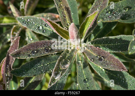 Rain drops on the young leaves of an ornamental spurge, Euphorbia, Berkshire, October Stock Photo