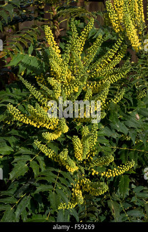 Yellow flowers on Mahonia x media 'Winter Sun' on a prickly flowering garden shrub in autumn Stock Photo