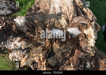 Fallen oak tree rotting and killed by several fungal pathogens with fruit bodies formed at its base, September Stock Photo