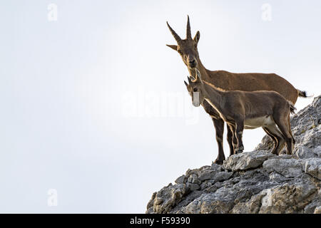 Alpine ibex, also steinbock or bouquetin (Capra ibex), goat with kid standing on rock, Gramais, Lech Valley, Tyrol, Austria Stock Photo