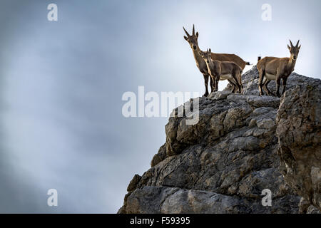 Alpine ibex, also steinbock or bouquetin (Capra ibex), goat with kids standing on rock, Gramais, Lech Valley, Tyrol, Austria Stock Photo