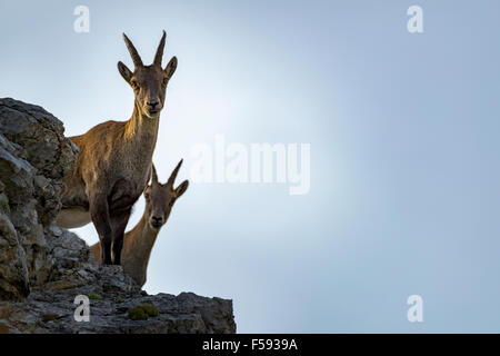 Alpine ibex, also steinbock or bouquetin (Capra ibex) female standing on rock, Gramais, Lech Valley, Tyrol, Austria Stock Photo