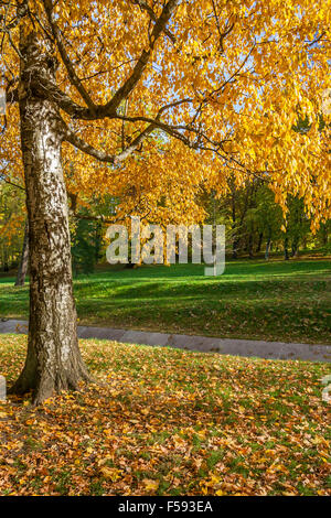 Autumn Birch Tree In The Park Stock Photo