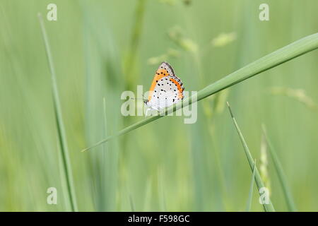 Small butterfly perched on a blade of grass. Stock Photo