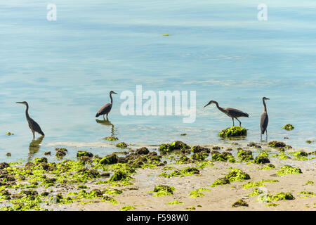 Four great blue herons fishing near Second Beach, Stanley Park, Vancouver, BC, Canada Stock Photo