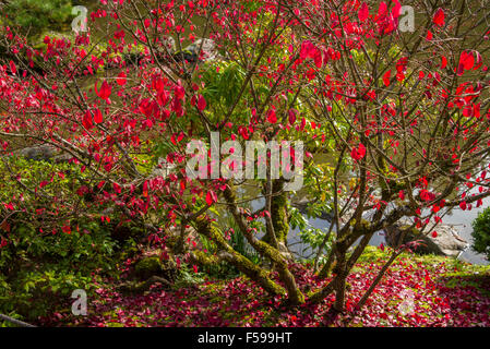 Brilliant Red Maple Tree with pond and leaves. Washington Park Arboretum, Seattle Washington, USA Stock Photo