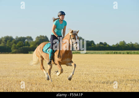 Young rider on back of a Haflinger horse galloping in a stubble field Stock Photo