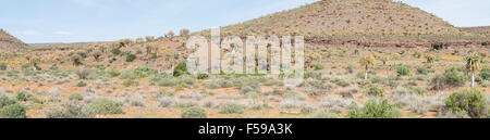 Thousands of quiver trees (Aloe dichotoma) line the hills in the Quiver Tree Forest at Gannabos near Nieuwoudtville. Stock Photo