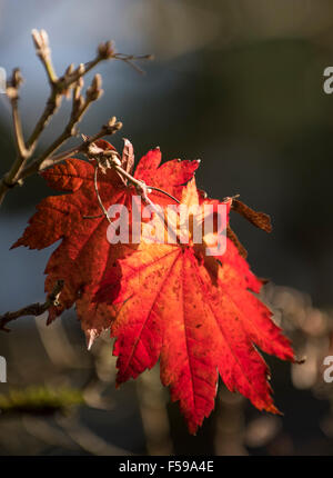 Colorful Japanese Maple Tree with brilliant leaf hanging from branch. Washington Park Arboretum, Seattle. Wash Stock Photo