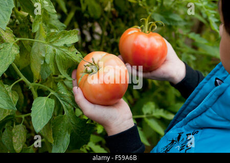 Boy aged 6 picking tomatoes from vine - USA Stock Photo