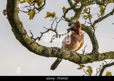 Jay with a hairdo in a brisk autumnal breeze Stock Photo