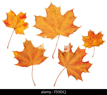maple autumn leaves collection, object set isolated on white Stock Photo