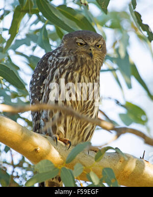 Barking owl Ninox connivens with huge yellow eyes & speckled plumage on trebranch & dozing among foliage in outback Australia Stock Photo