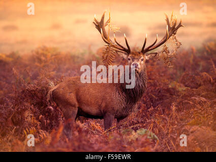 Red Deer Stag in the early morning mist