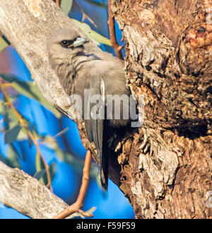 Black-faced woodswallow, Artamus cinereus on trunk of native tree at Diamantina National Park  in outback Australia Stock Photo