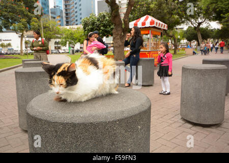 One of the wild cats in Kennedy Park in Miraflores, Lima, Peru Stock Photo