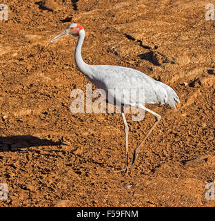 Brolga, Australian crane, Grus rubicunda, large elegant grey bird walking on dry red soil of bed of river in outback Queensland Stock Photo