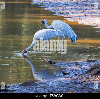 Two brolgas, Australian cranes, Grus rubicunda, drinking at & reflected in shallow water of Burke River at Boulia in outback Qld Stock Photo