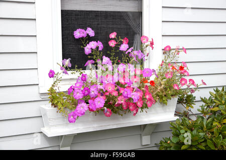 Window box with colorful petunia flowers. Stock Photo