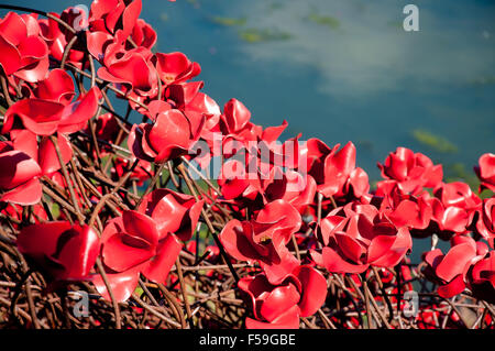 A 'Wave' of sweeping bright red poppy heads marking the centenary of the outbreak of war; displayed at Yorkshire Sculpture Park. Stock Photo