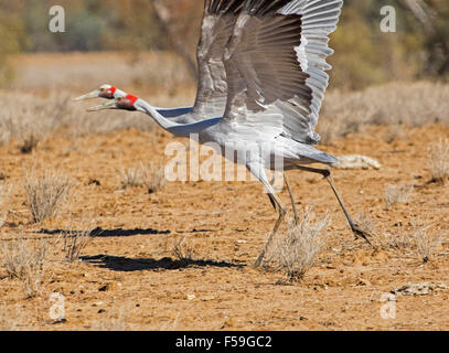 Two brolgas, Australian cranes, Grus rubicunda, large elegant grey birds in flight in outback Queensland Australia Stock Photo